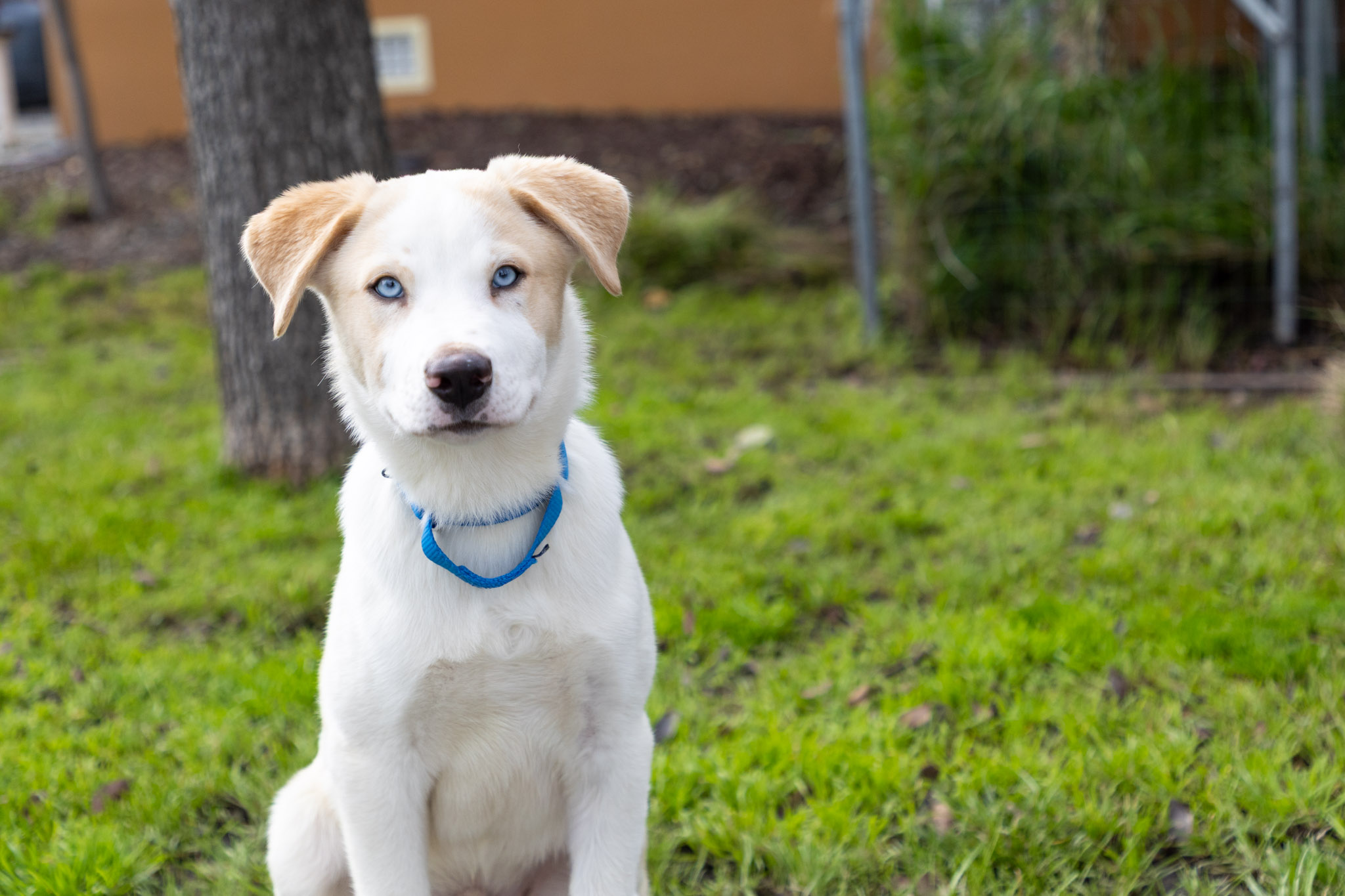 White and tan puppy with blue eyes sitting on the grass