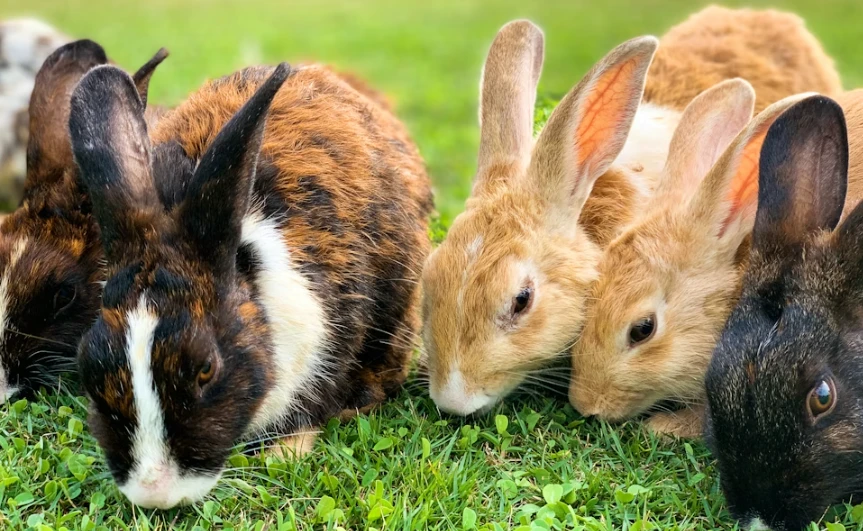 Group of rabbits sitting together on the grass