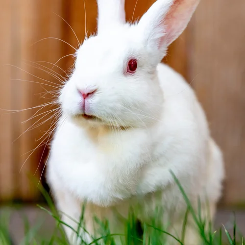 SmallAnimals