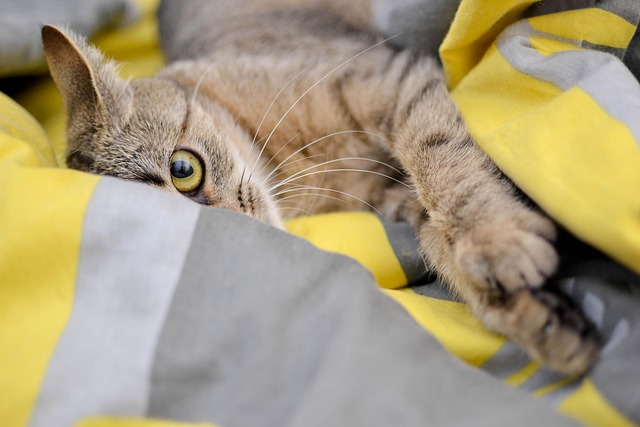Gray tabby cat resting under a yellow blanket