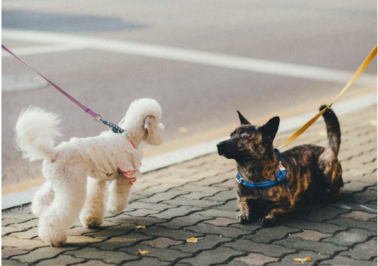 Two small dogs meeting while being walked on leashes