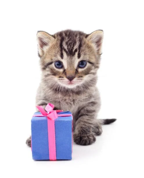 istockphoto 1255531516 612×612