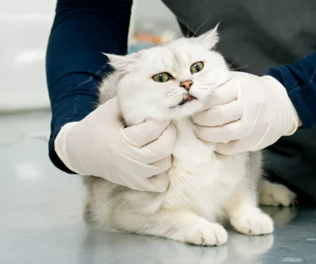 Veterinarian examining a white cat while wearing protective gloves