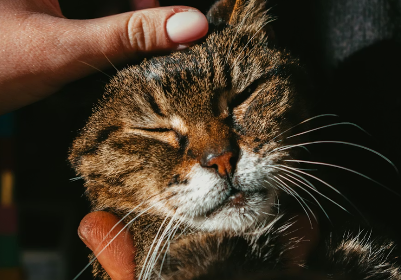 Person gently petting a tabby cat