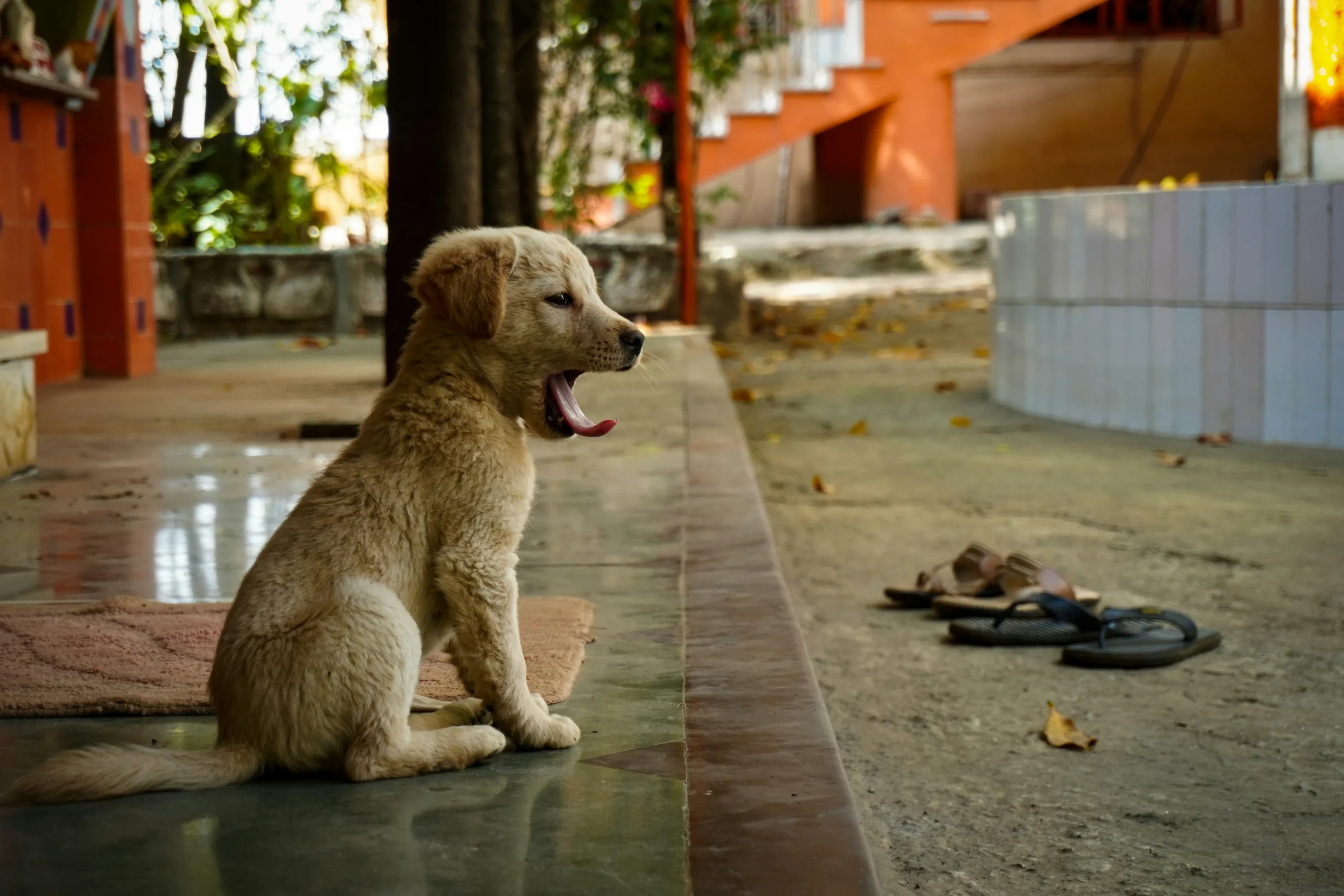 Young puppy sitting outside near a building