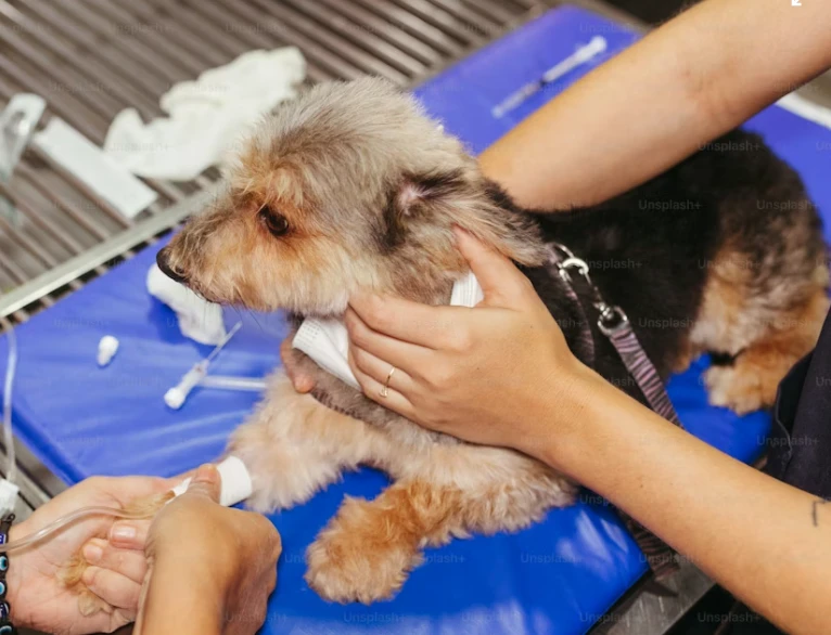 Small dog receiving a vaccine during a veterinary appointment