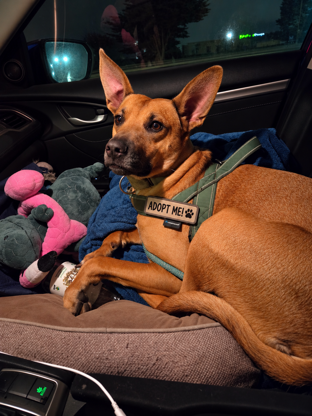 Adopt Me_ Cozy Car Ride Rescue Pup
