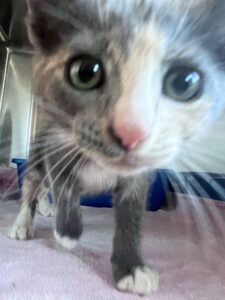 Buffy
