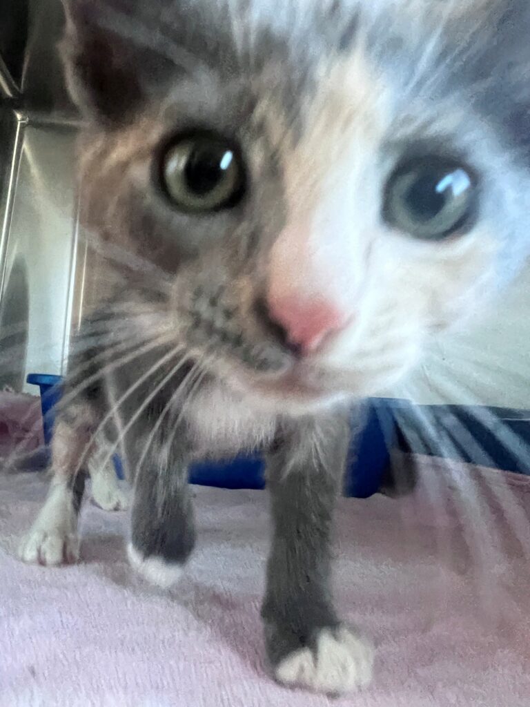 Buffy