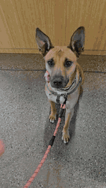 dog_wordpress_optimized