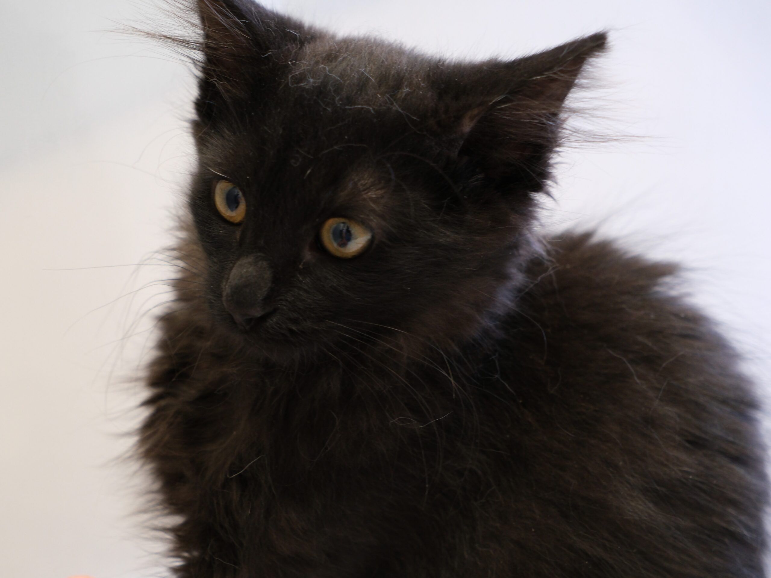 DSCF1566