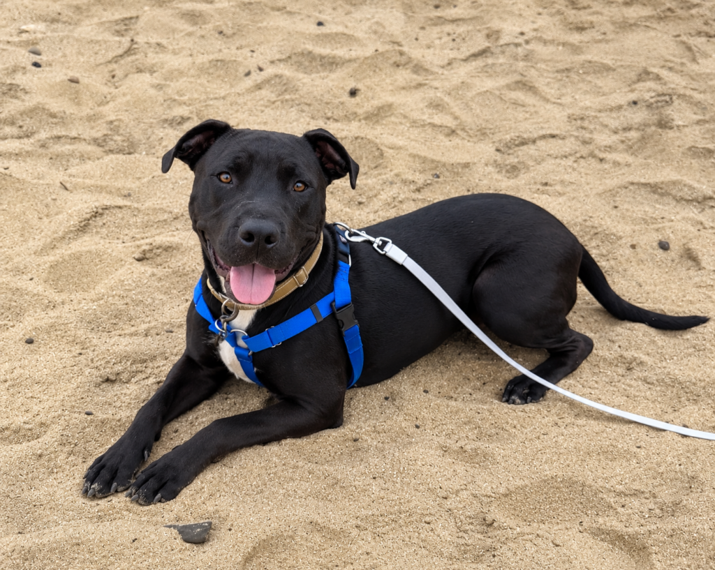 Happy Black Dog on Sandy Beach