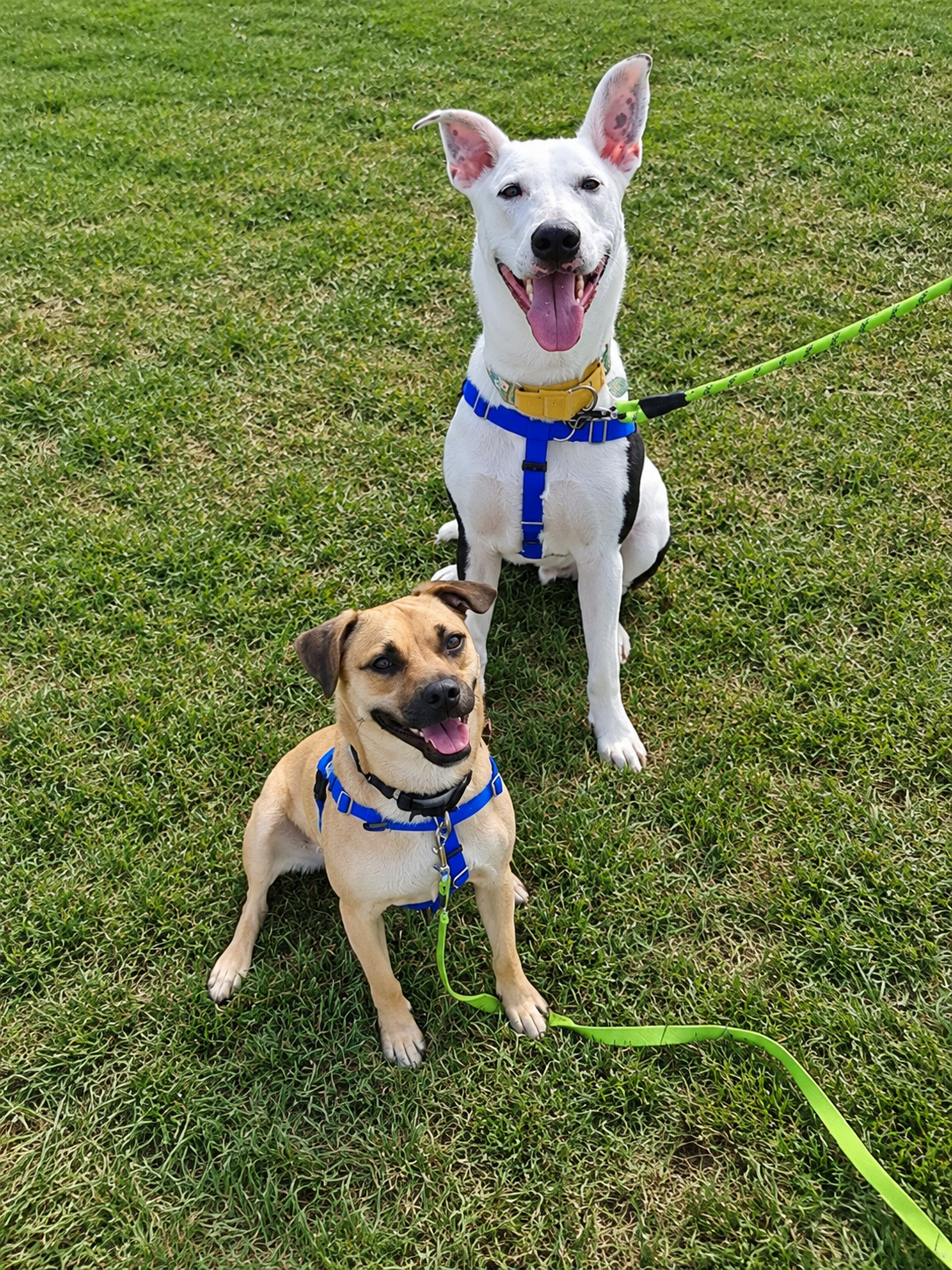 Happy Dogs on a Sunny Lawn