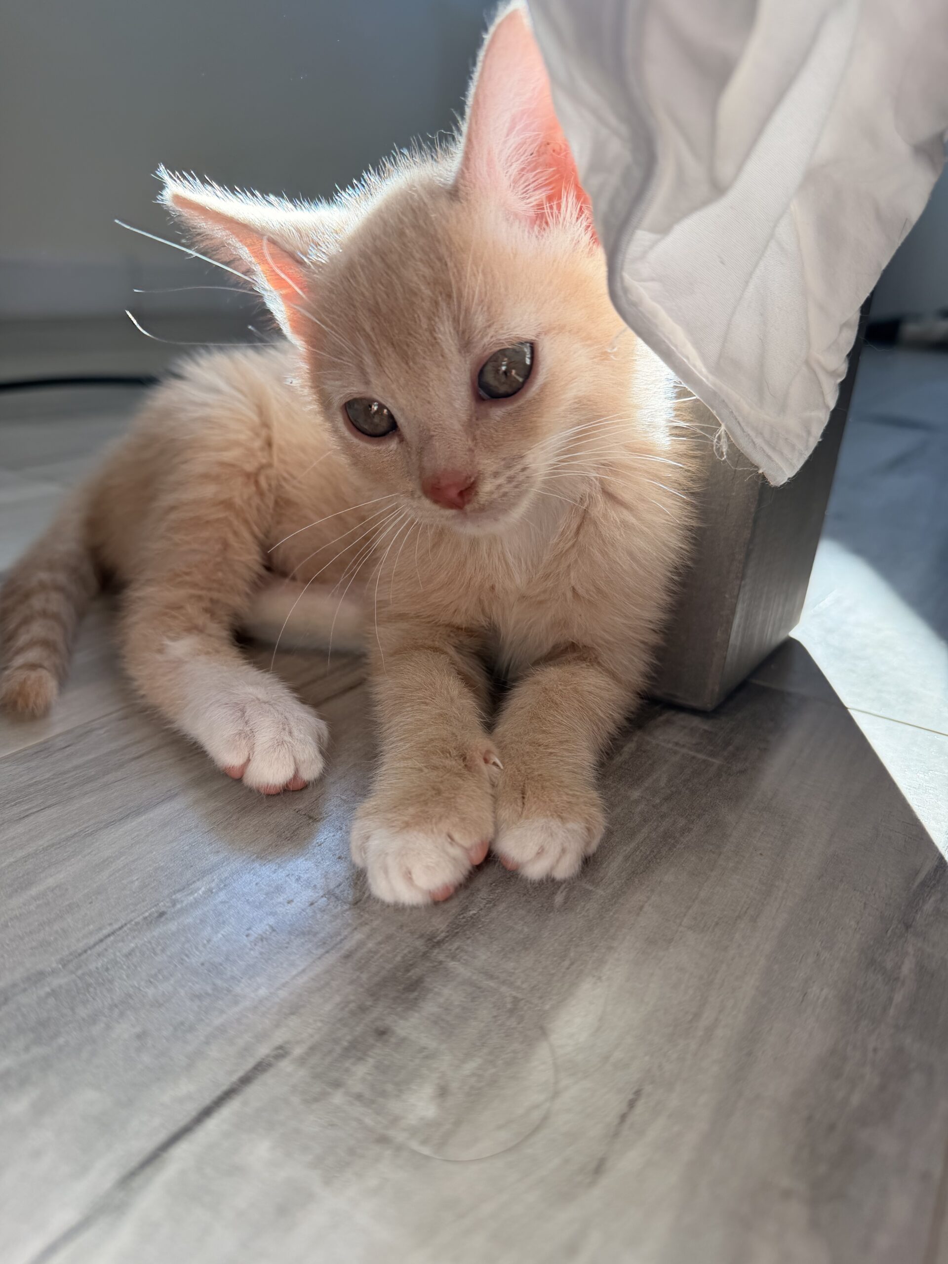 JUNI 1