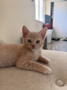 JUNI
