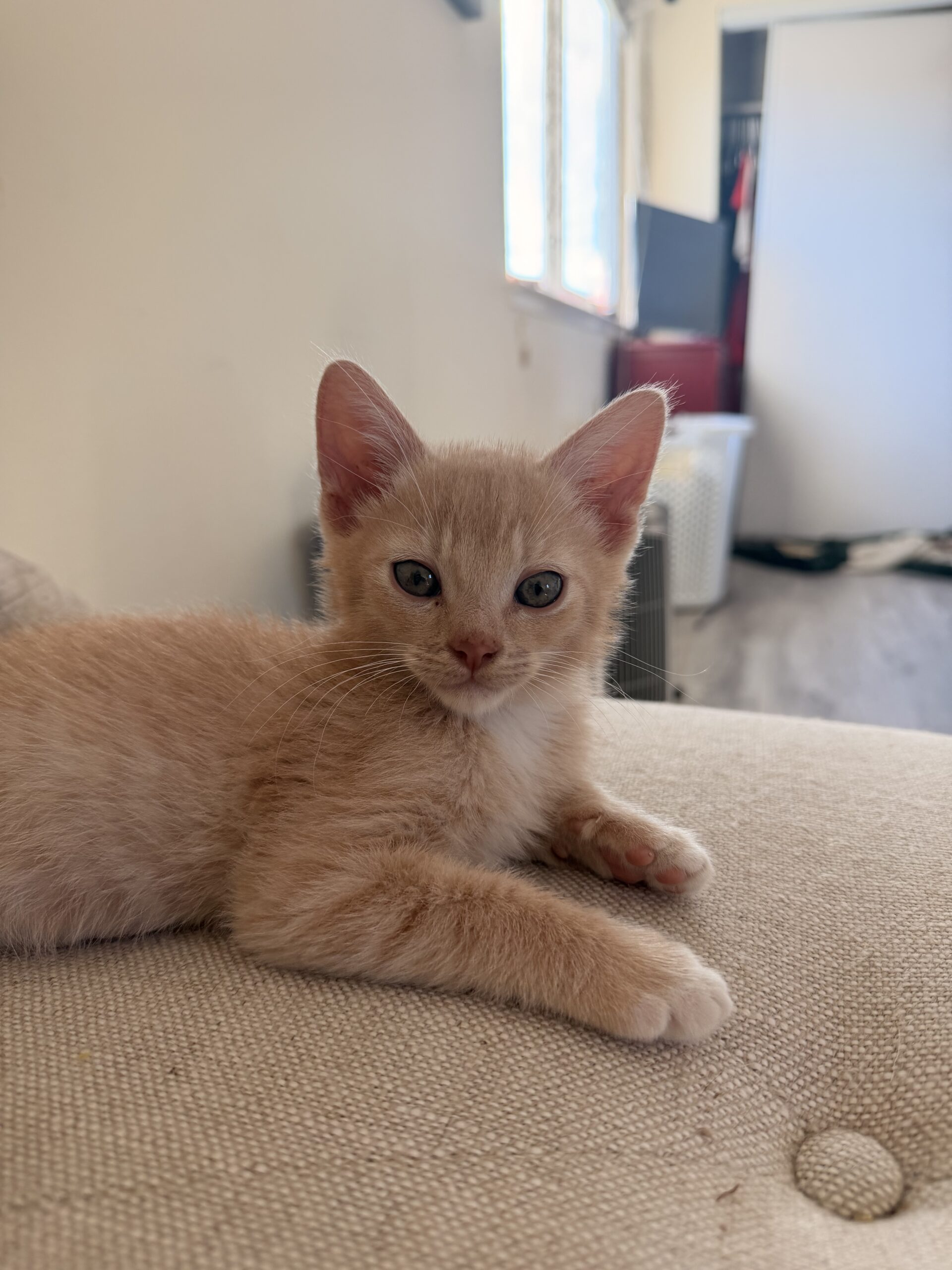 JUNI