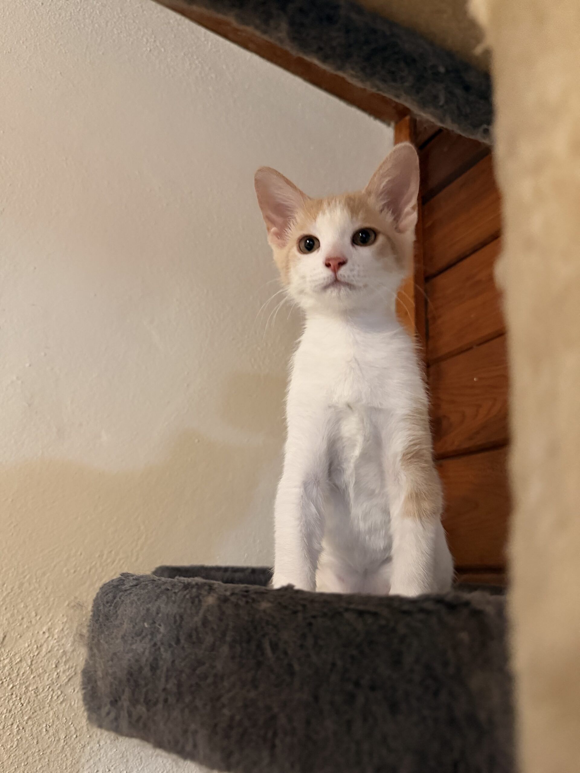 Kayda
