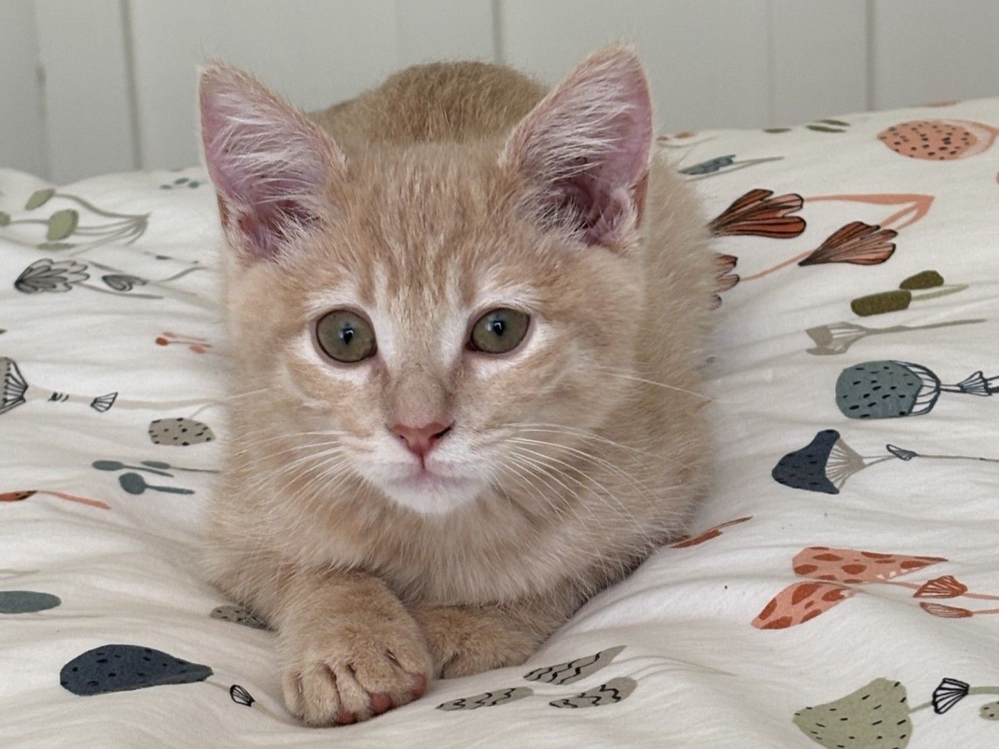 Sweet Potato on bed