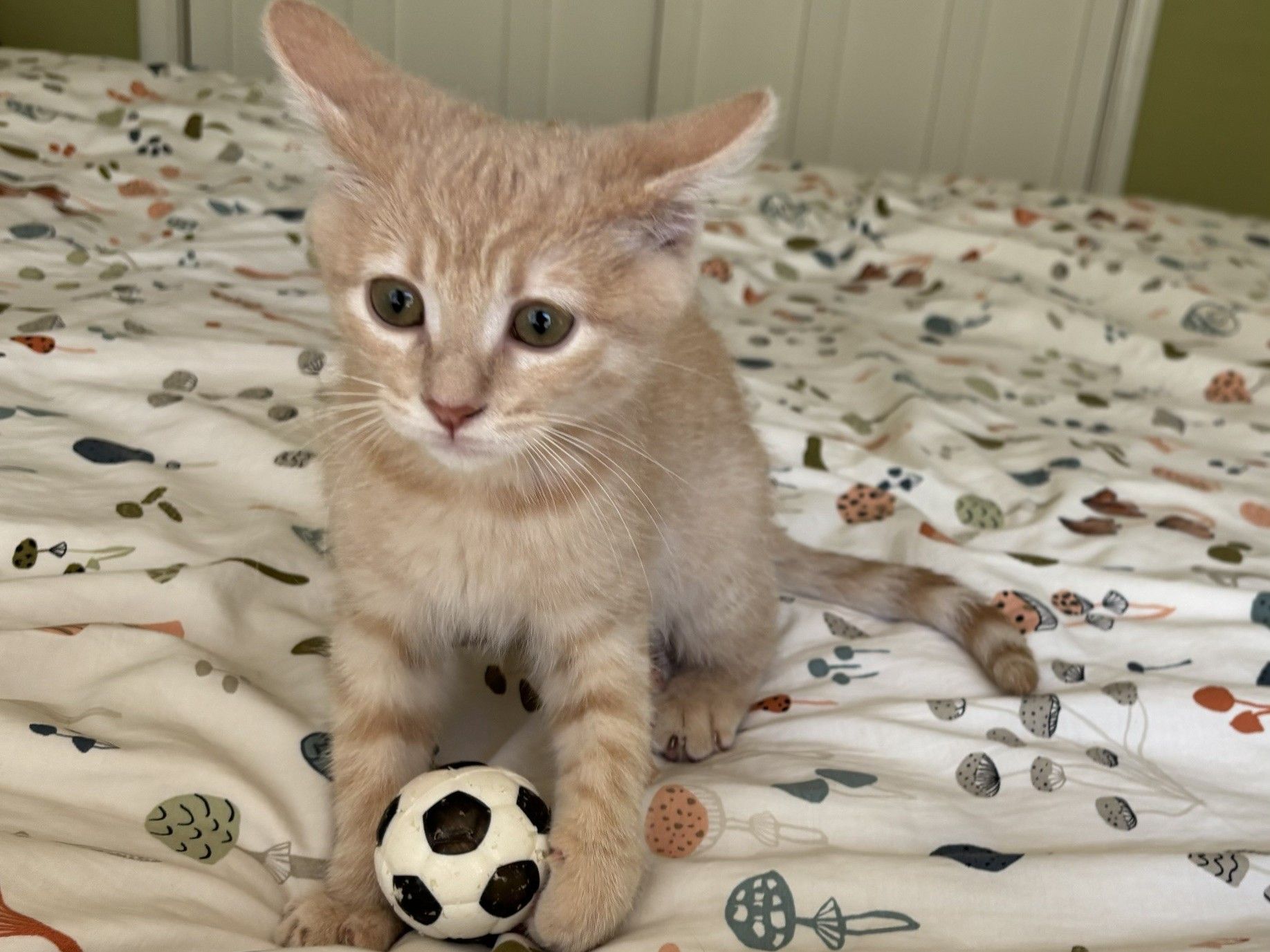 Sweet Potato with soccer ball