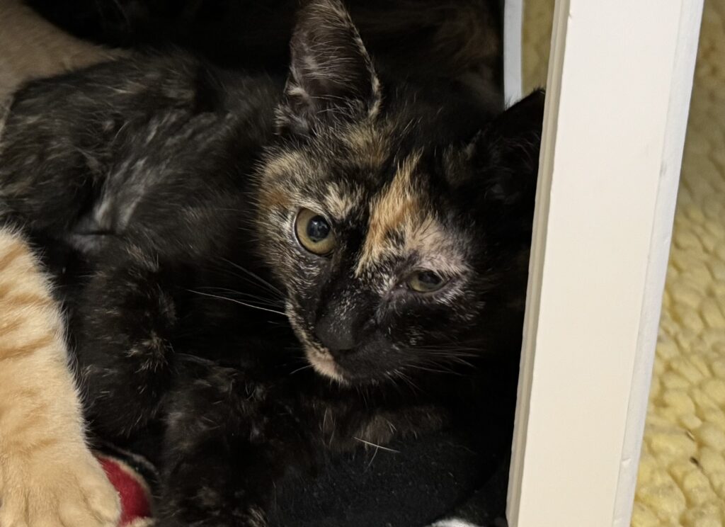 nilla1