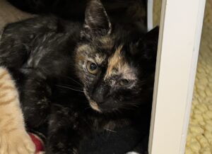 nilla1
