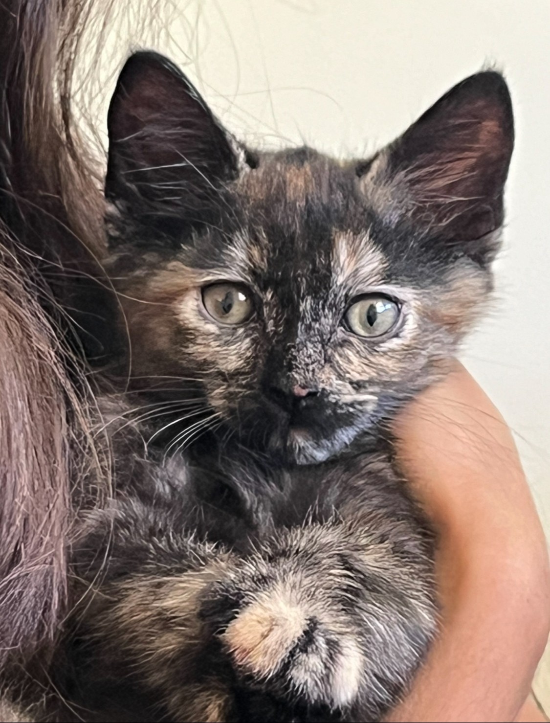 pompom