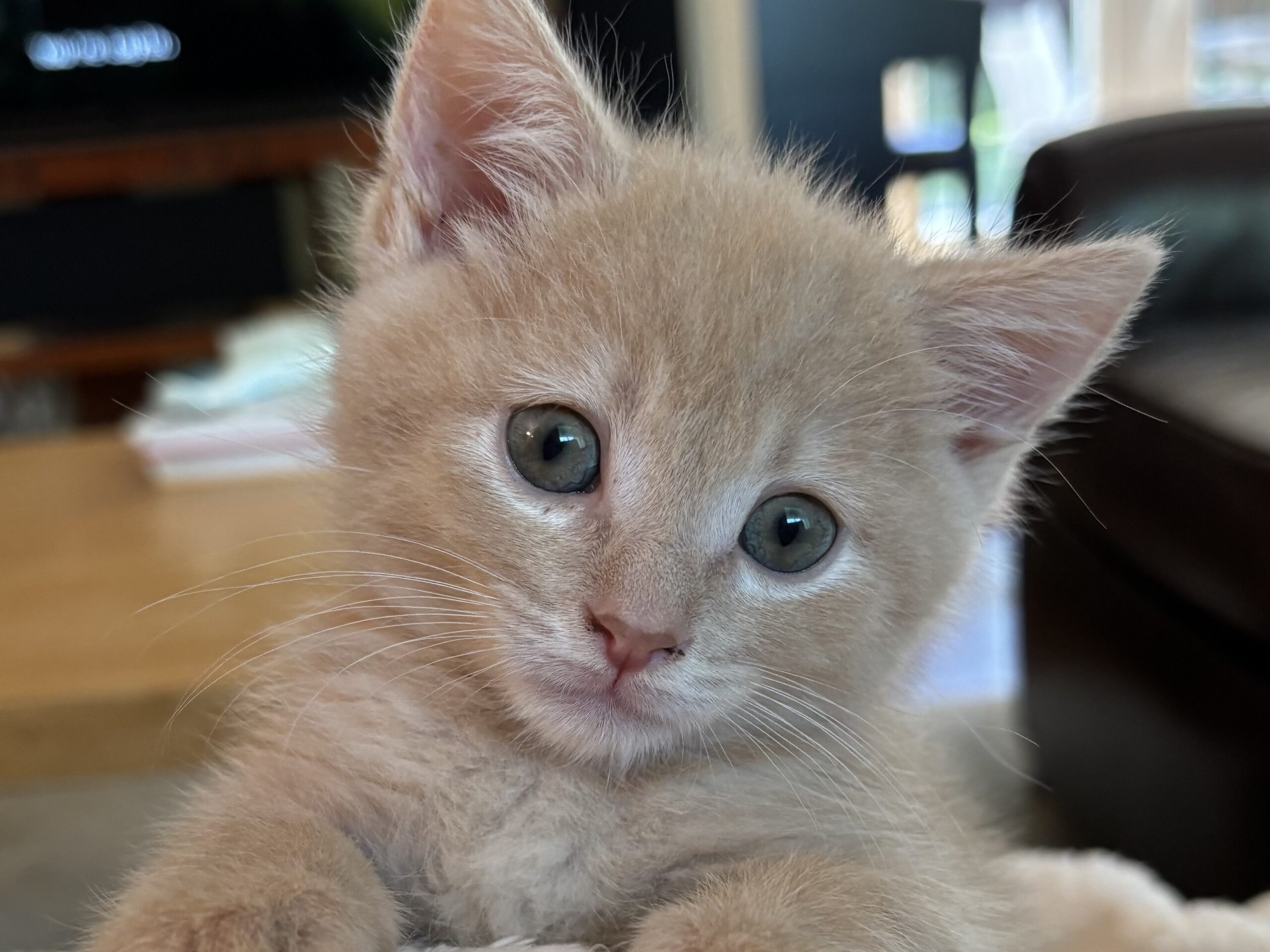 Sweet Potato