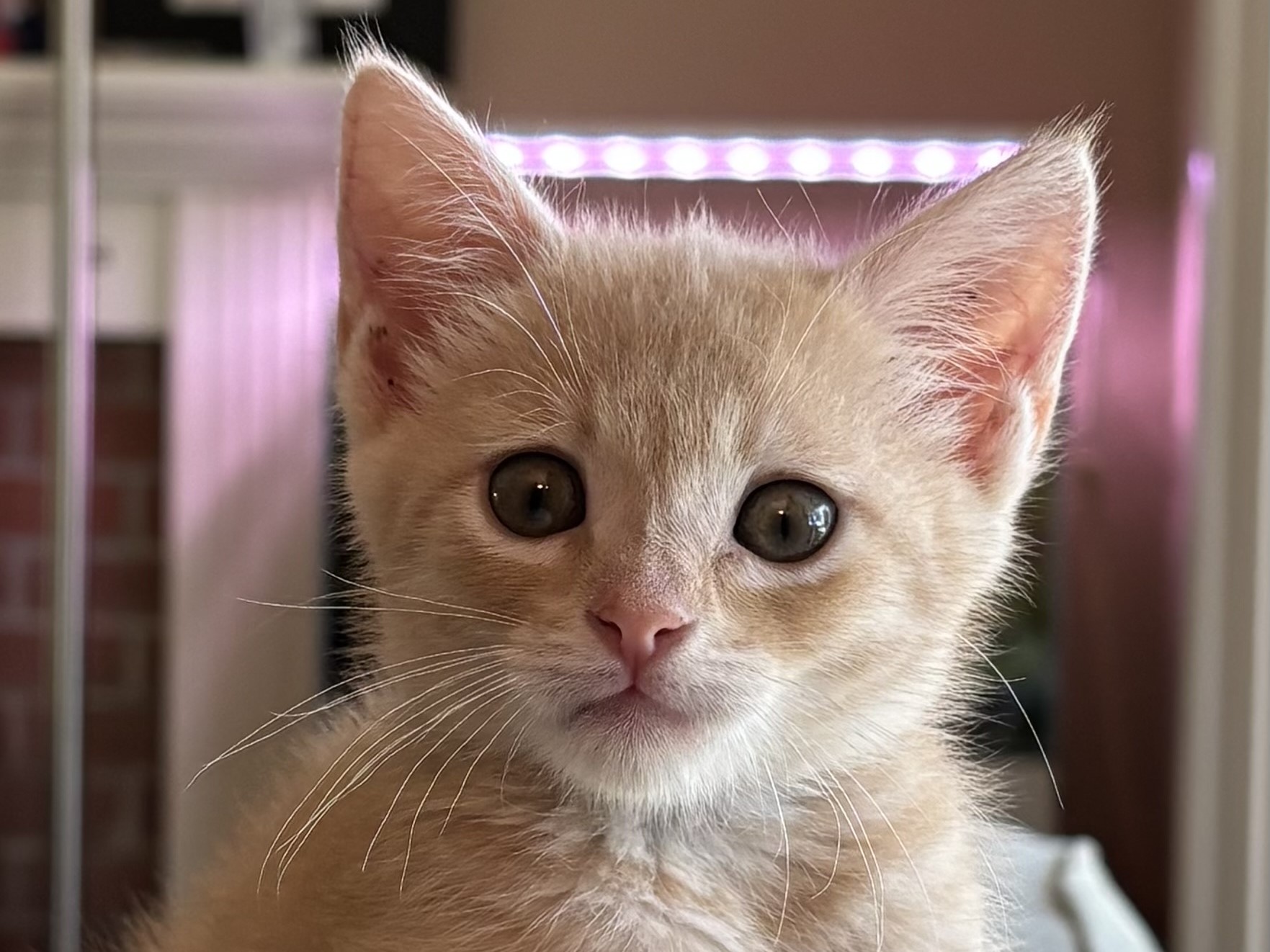 Tater Tot