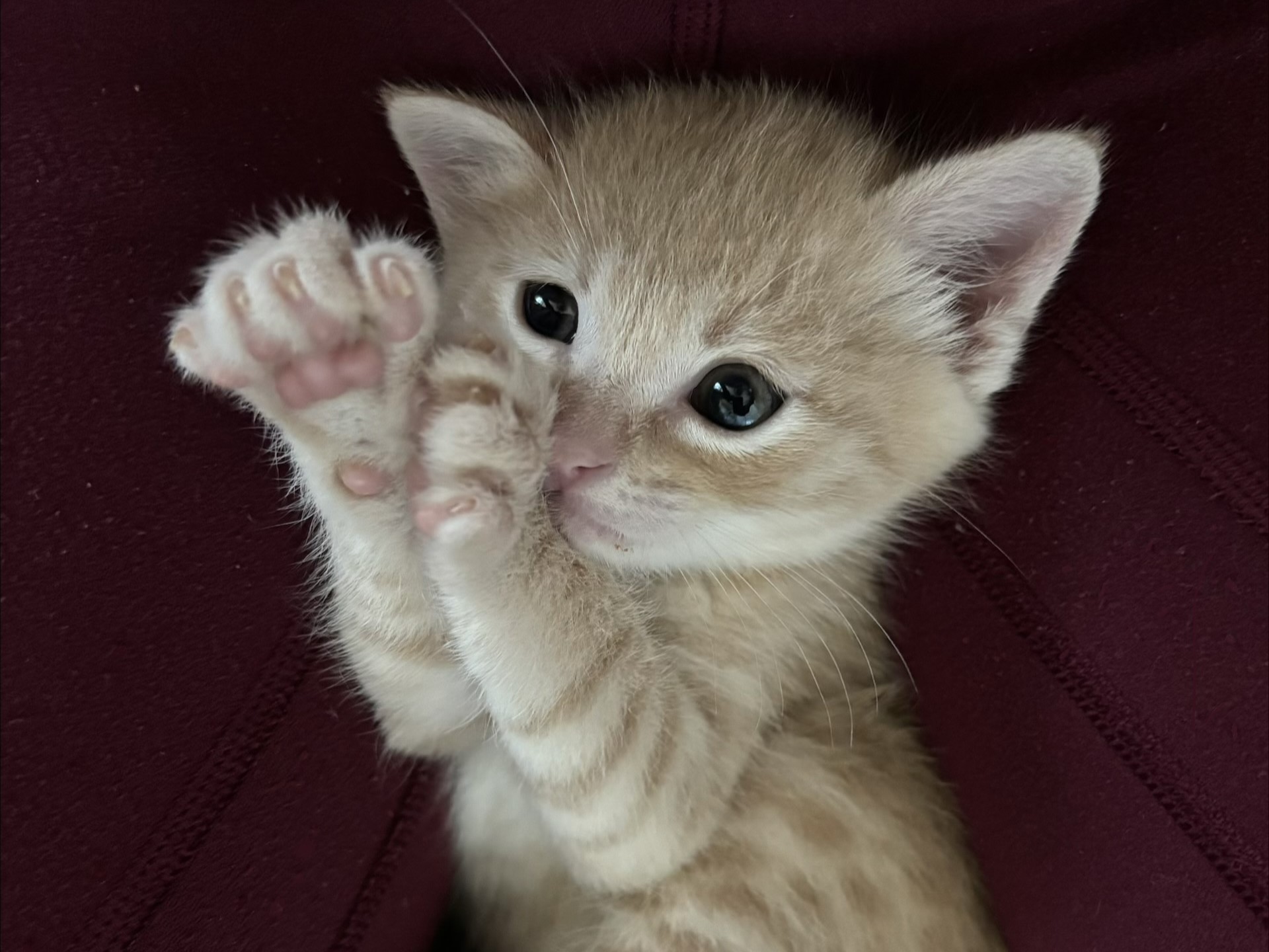 Tater Tot