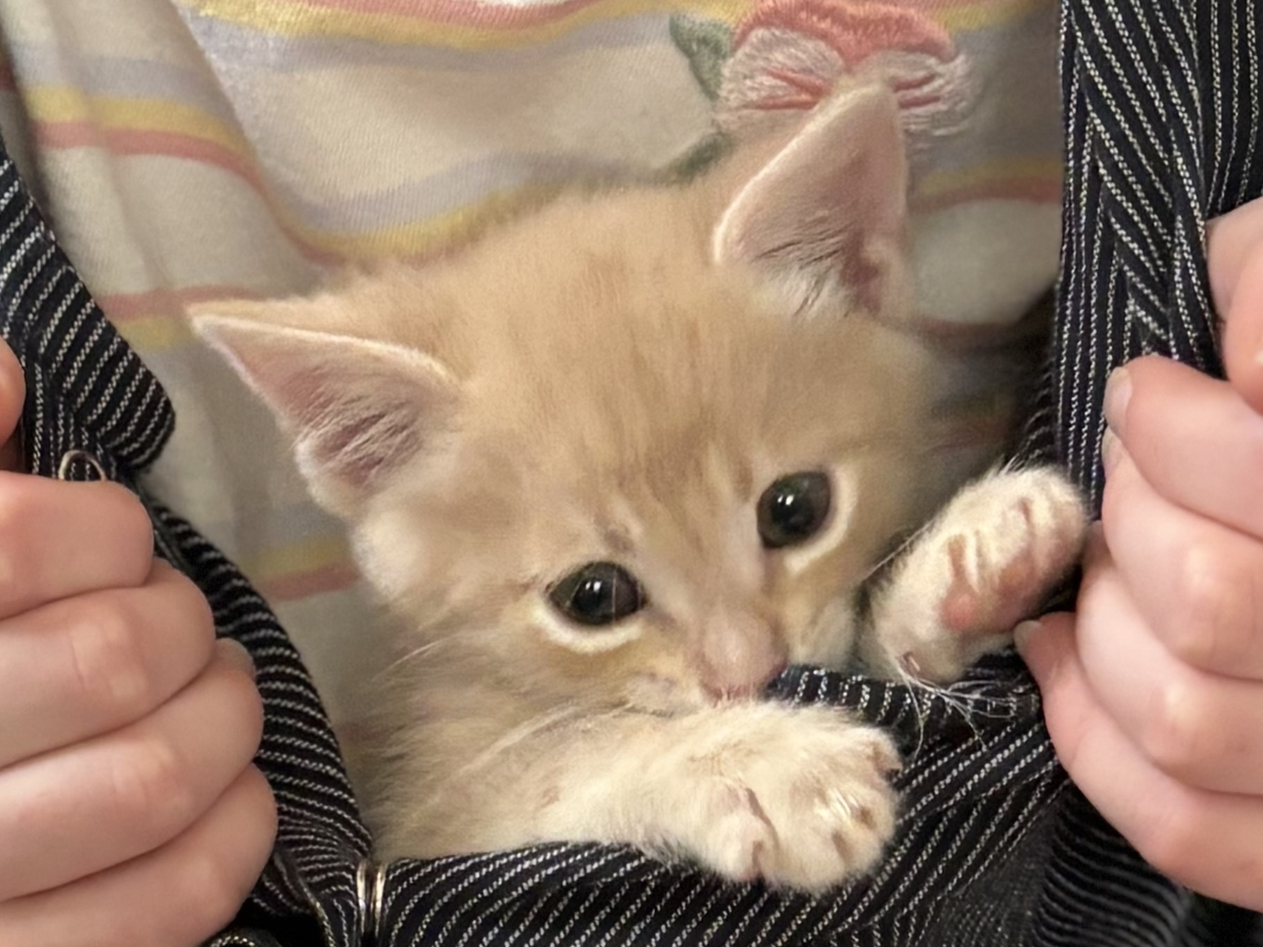 Tater Tot