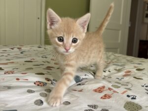 Tater Tot