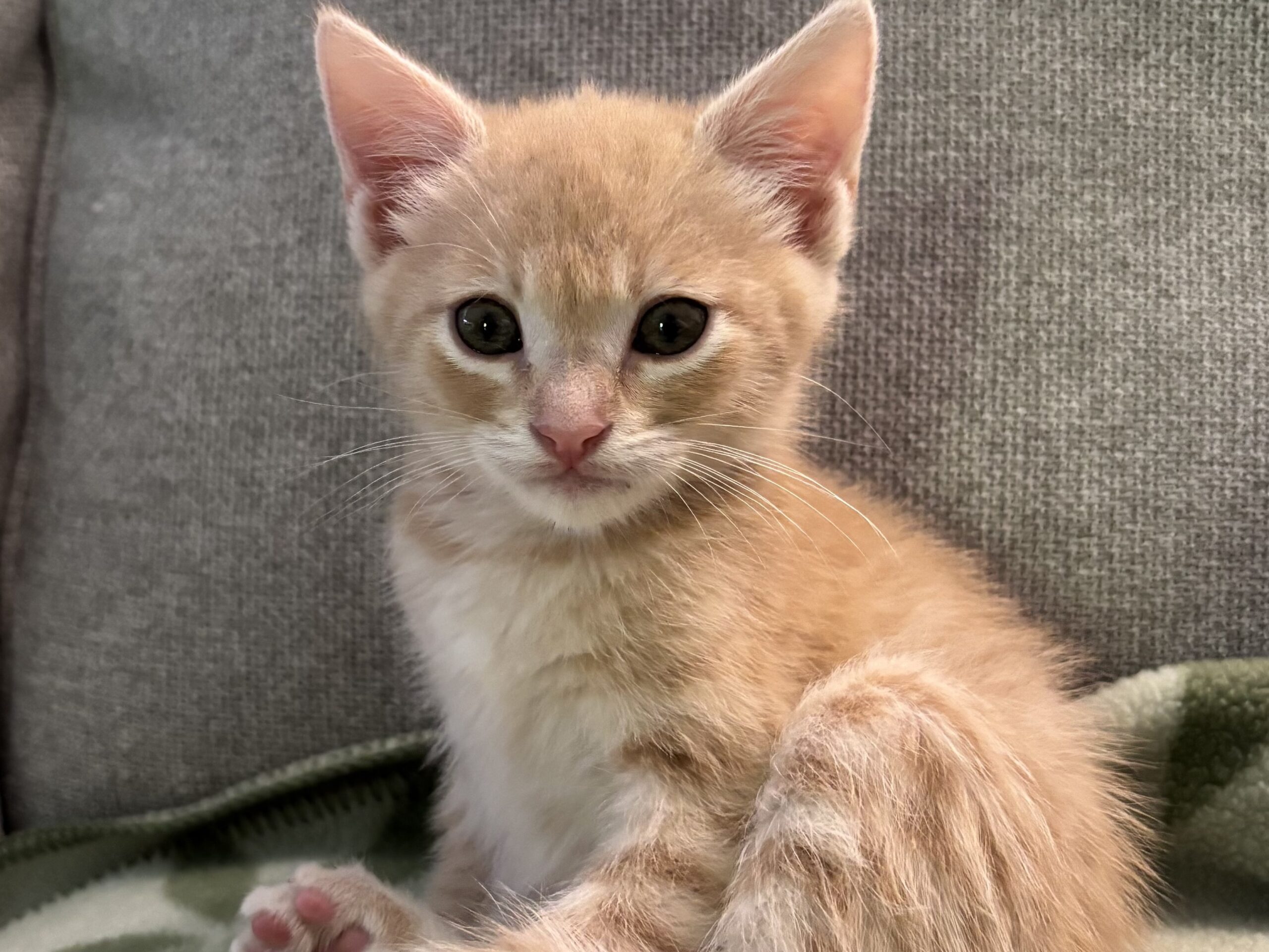 Tater Tot