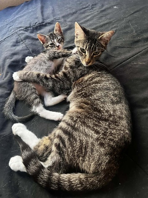 waffles and mom