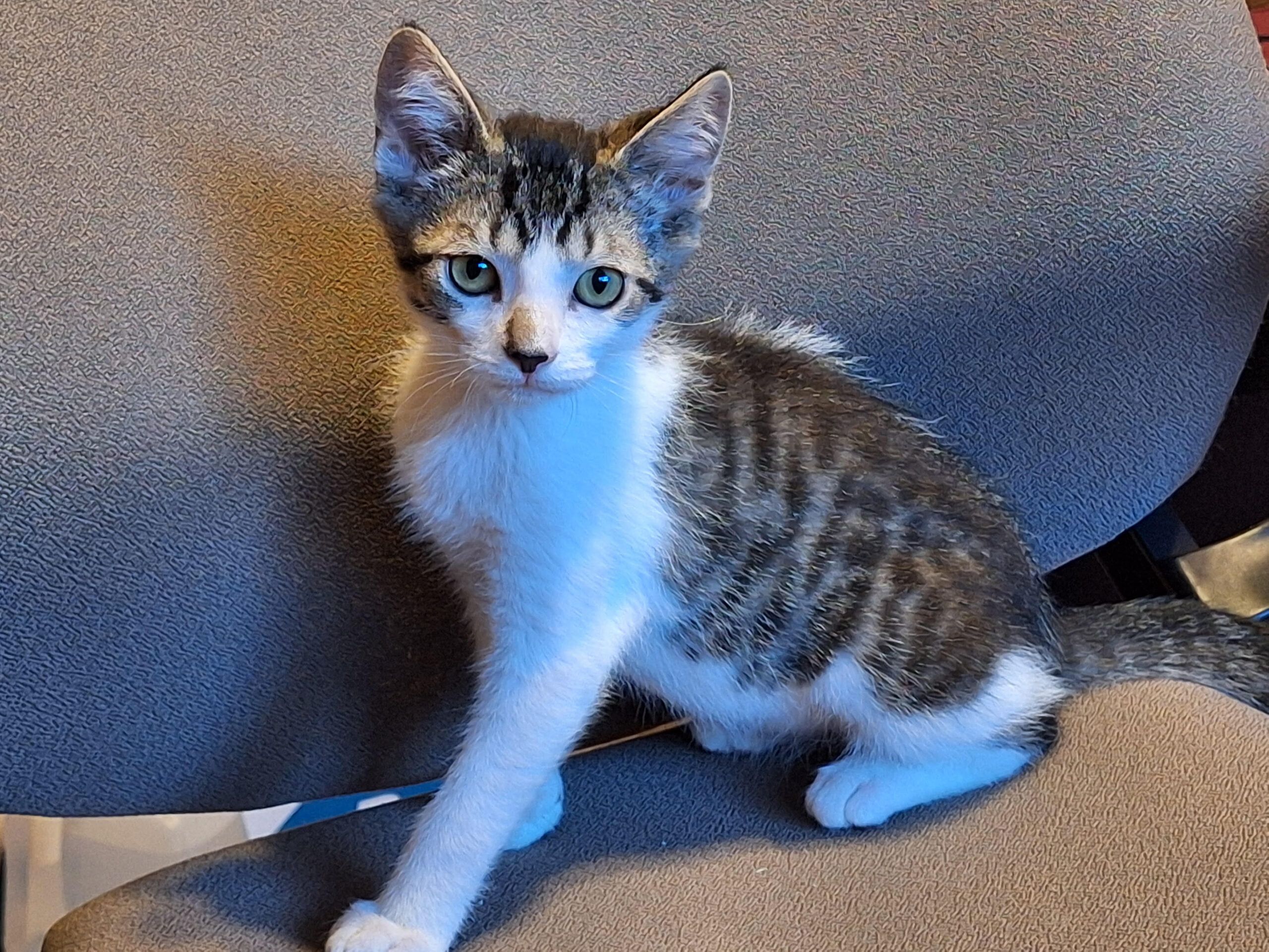 183757 Nacho - 1