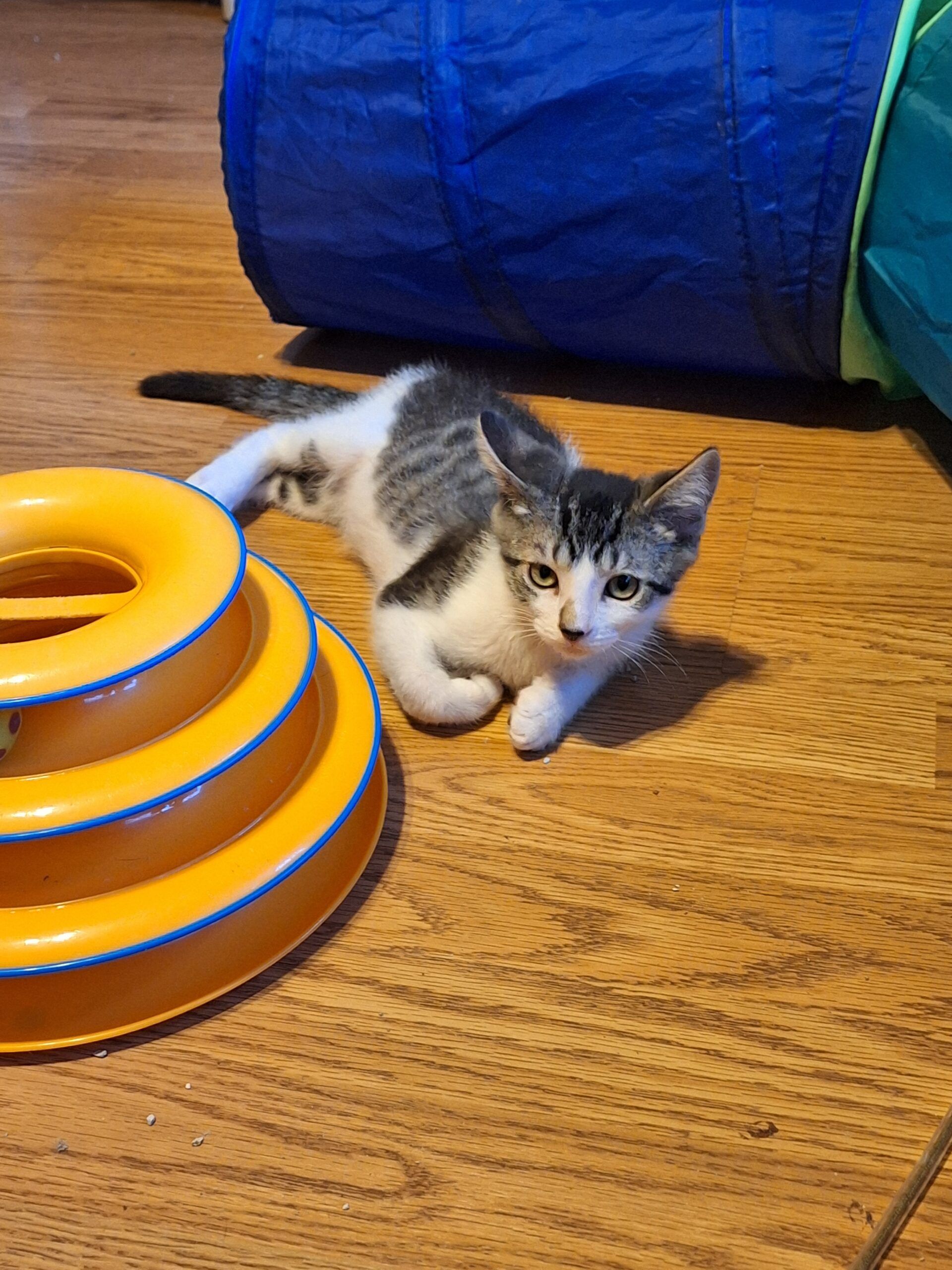 183757 Nacho - 2
