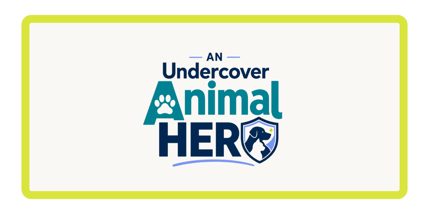 Undercover Animals Hero