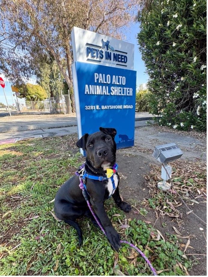 Adoptable pup Mac at the Pets In Need Palo Alto shelter