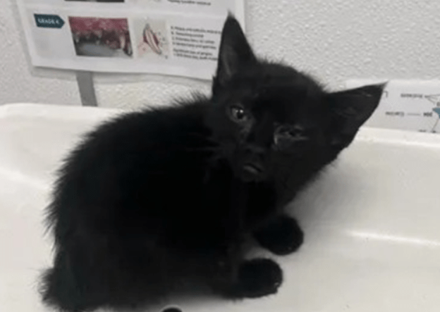 a183935kitten