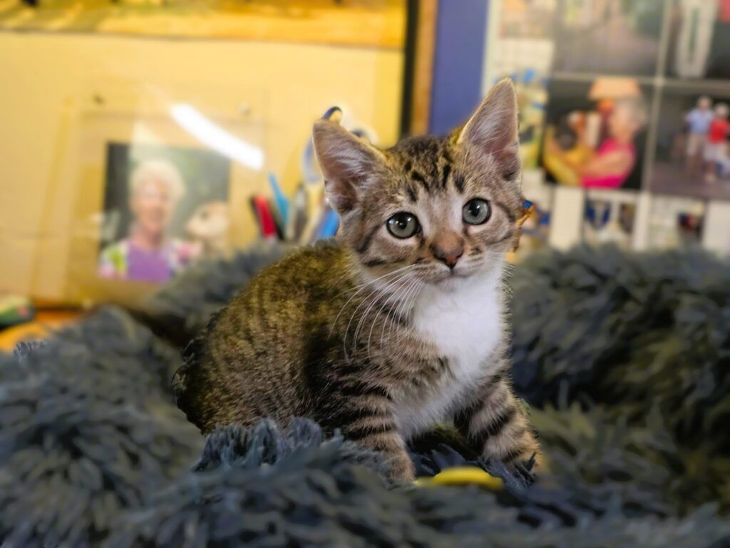 bandit1