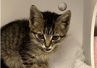 coco1kittn