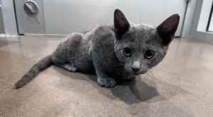 pip