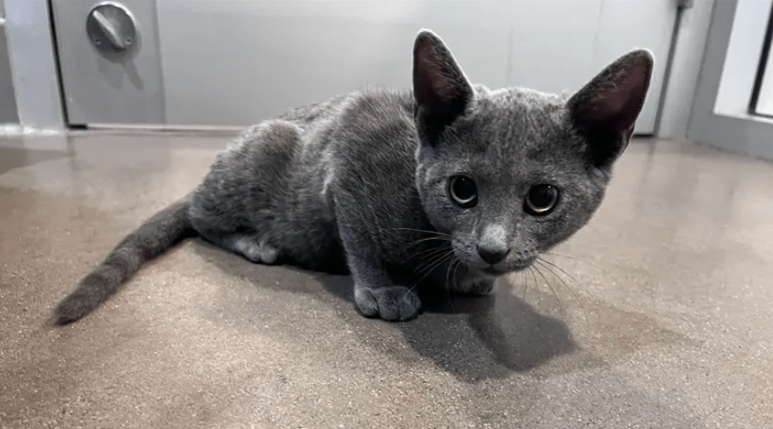 pip