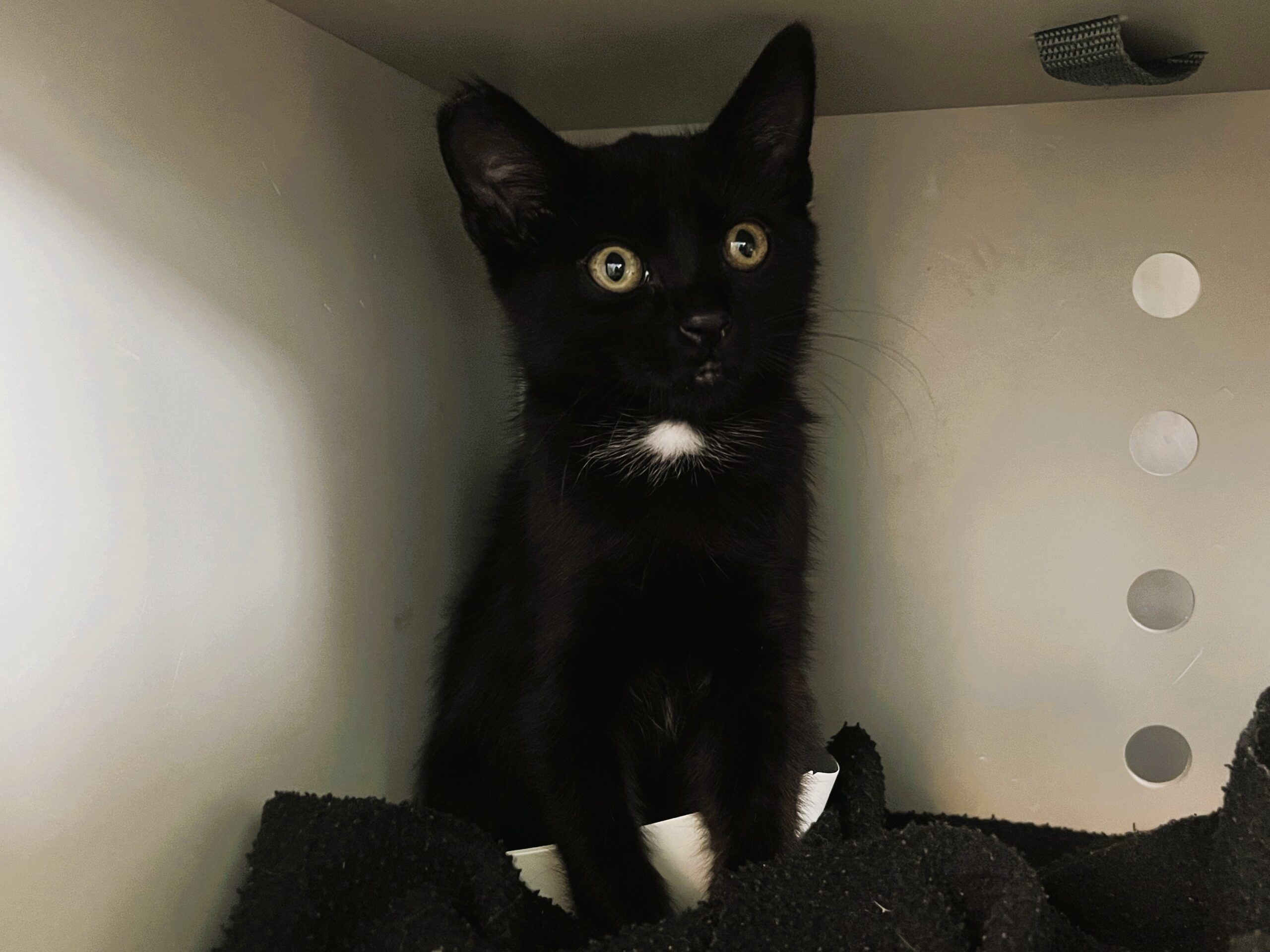 salem