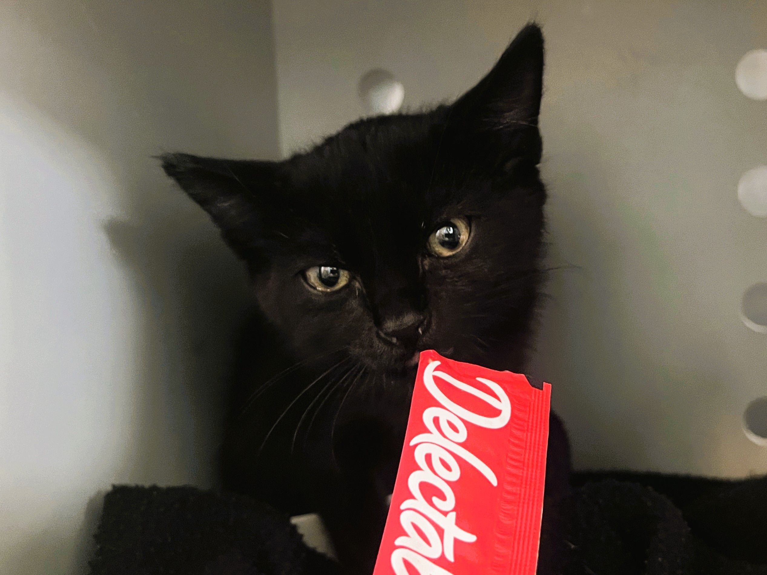 salem4