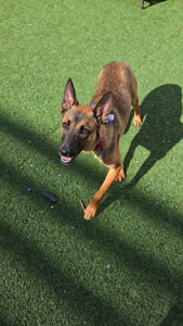 Alert Shepherd on Sunny Turf