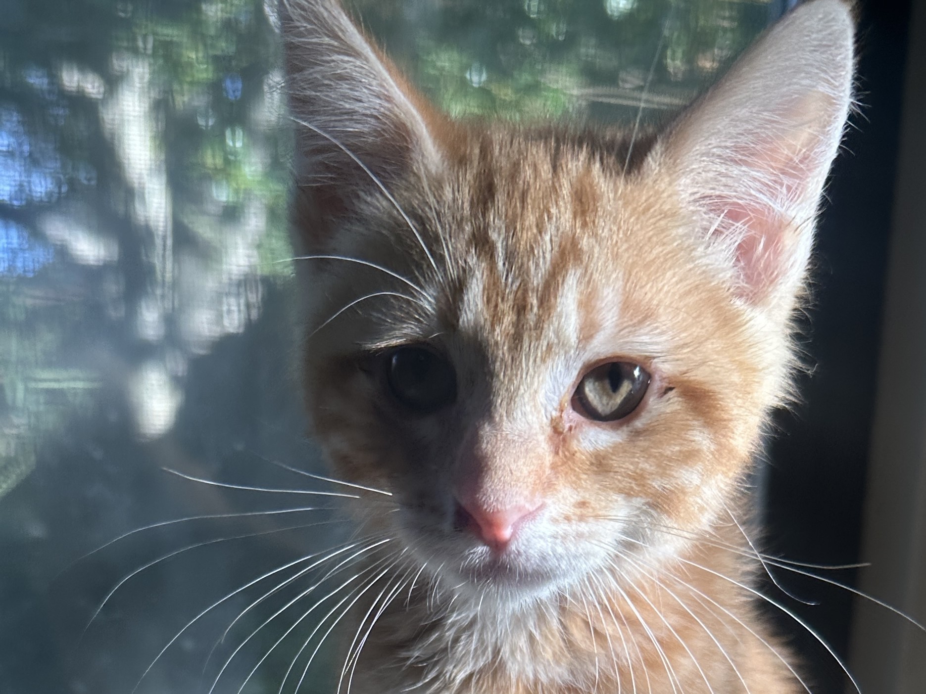 Simba