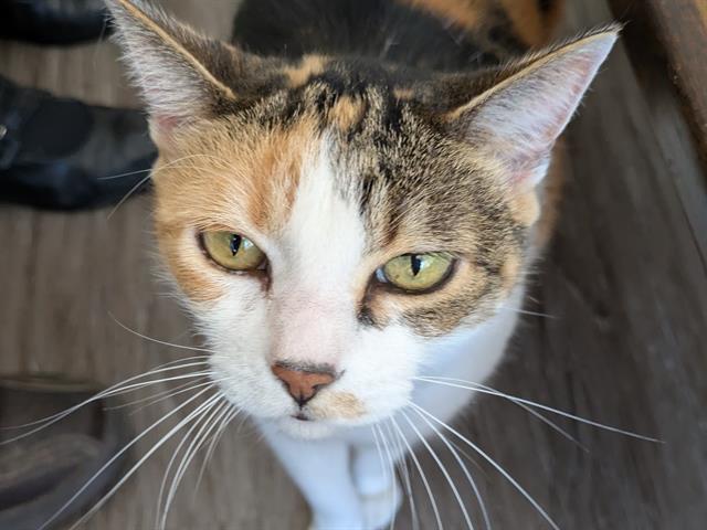 patches2