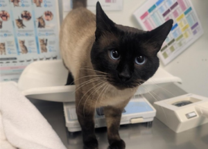 princepawsington3