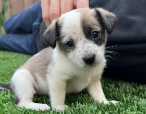 scout2