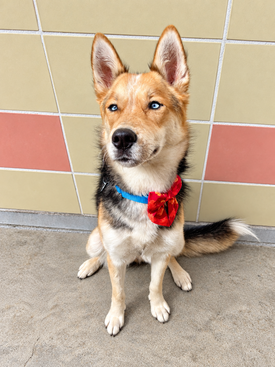 Blue-Eyed Husky by the Tiled Wall